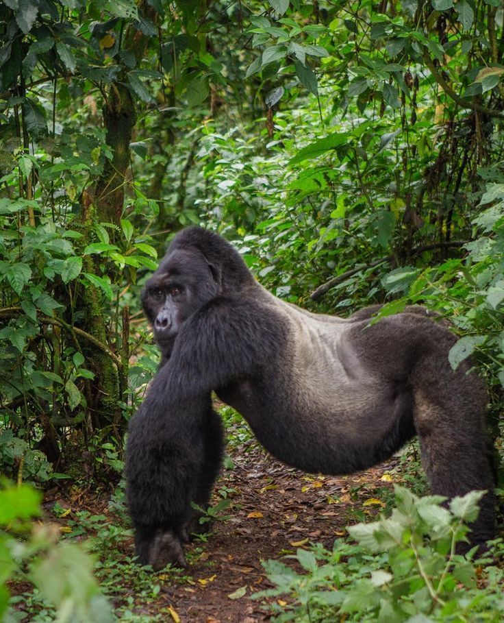 15 Days Ultimate Kenya & Uganda Safari Experience